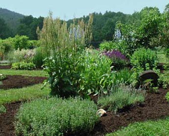 tall perenial garden mulched with BPF compost