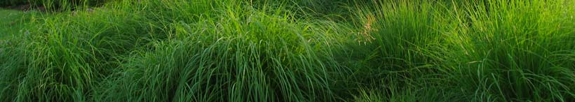 bright green grasses