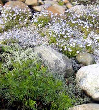 Treefrog Rock Garden