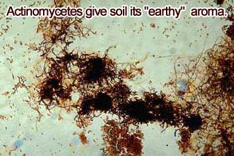 Actinomycetes give soil it's “earthy” aroma.