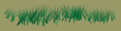 Beach Grass