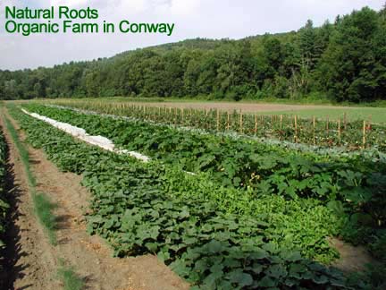 organic vegetable farm photo