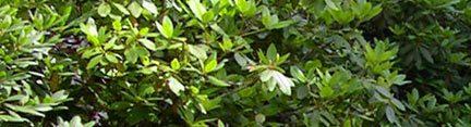bright rhodedendrons