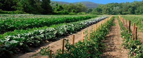 Natural Roots Organic Farm crop