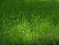 green, healthy lawn