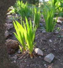 spring daffodils