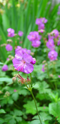 perennial geranium