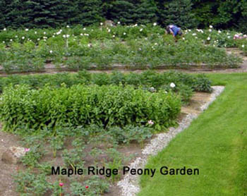 Maple Ridge Peony Garden