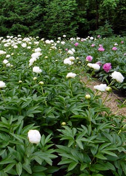 Maple Ridge Peony Farm