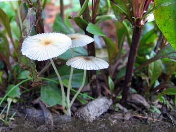 mushrooms