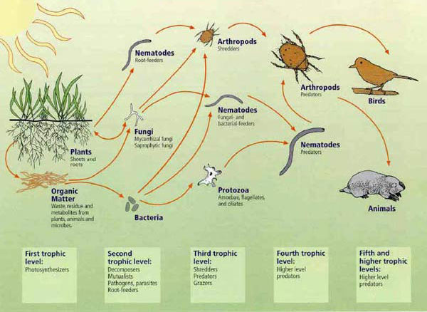 illustration of soil food web